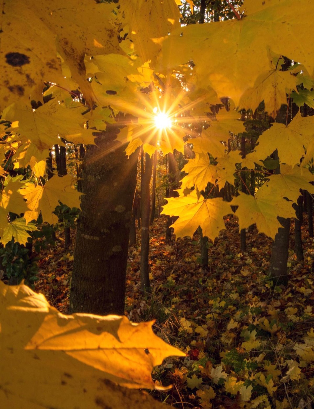 Schmock von Ohr, Christina