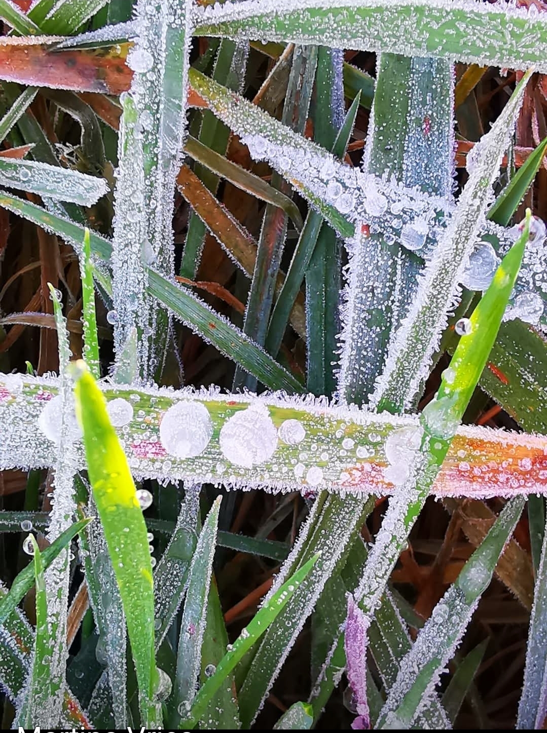 Winter Vries, Martina